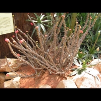 Aloe tenuior var. Decidua (fam Liliacees) (Afr. du sud) (3)